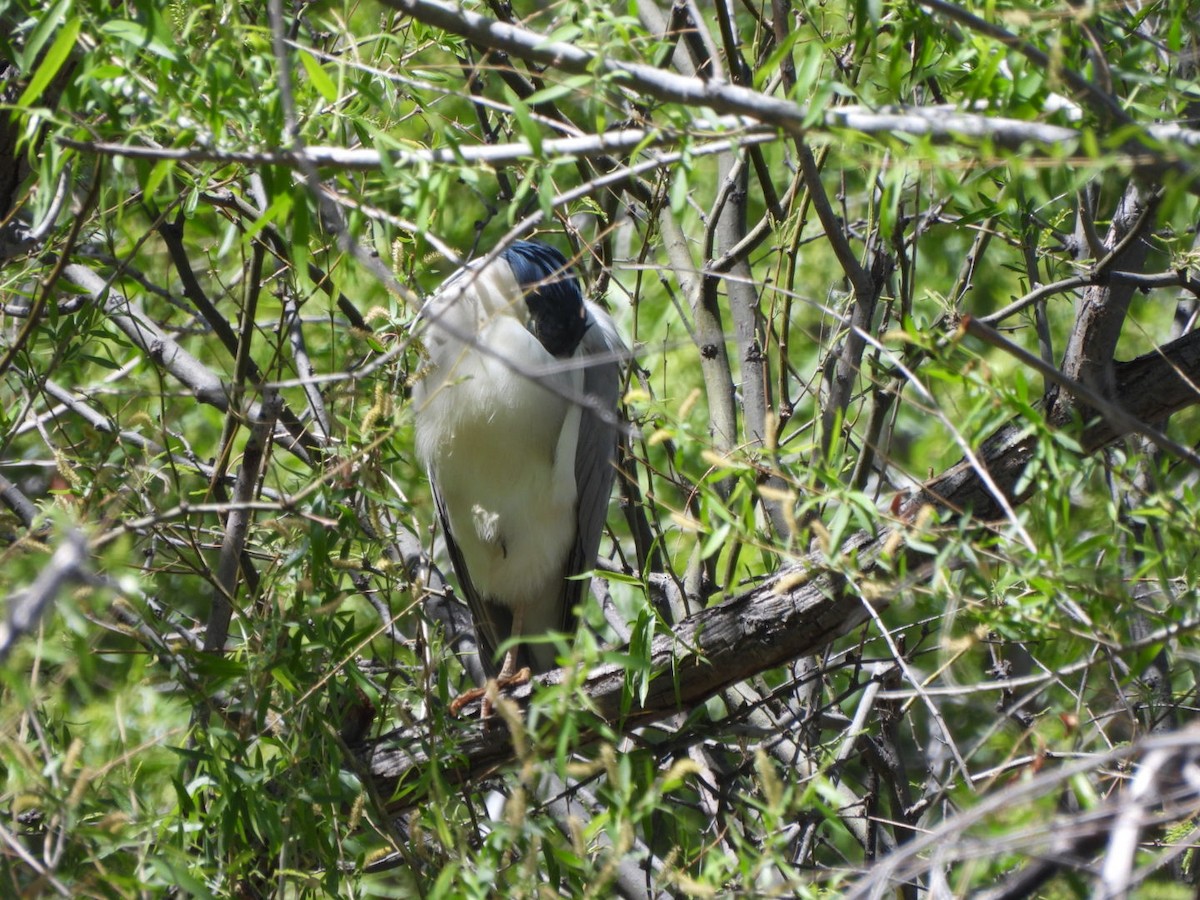 Black-crowned Night Heron - ML633322723