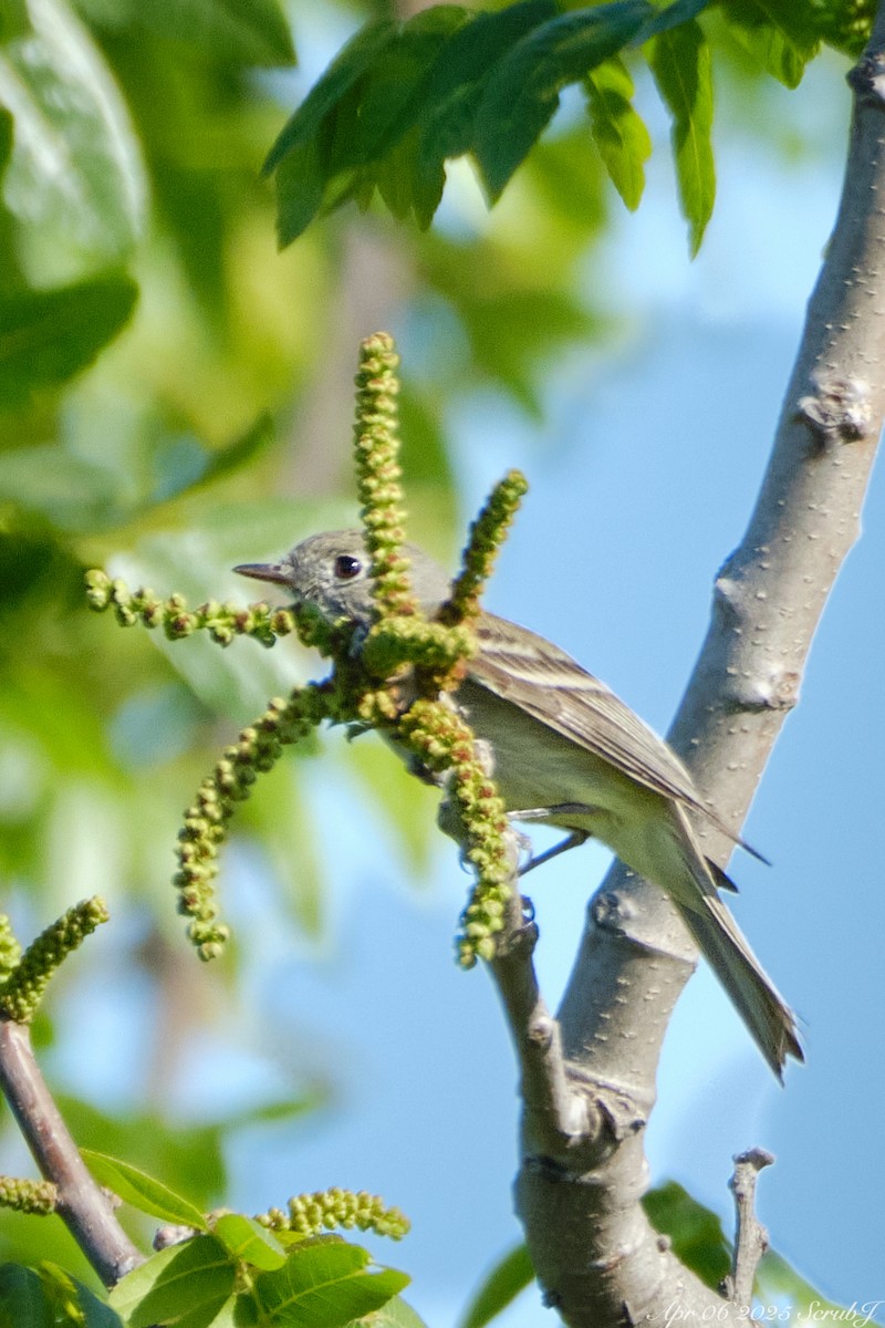 Hammond's Flycatcher - ML633322832