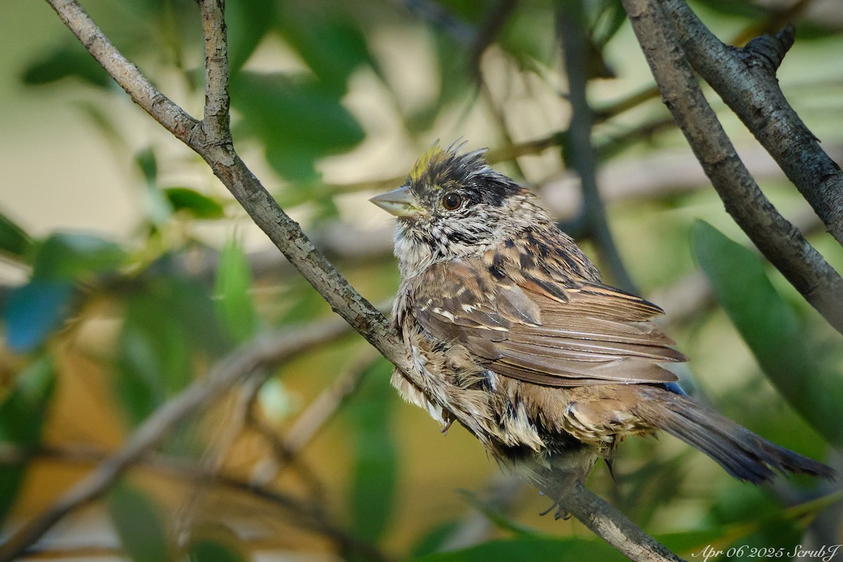 Golden-crowned Sparrow - ML633322862