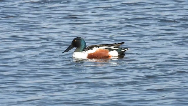 Northern Shoveler - ML633322875