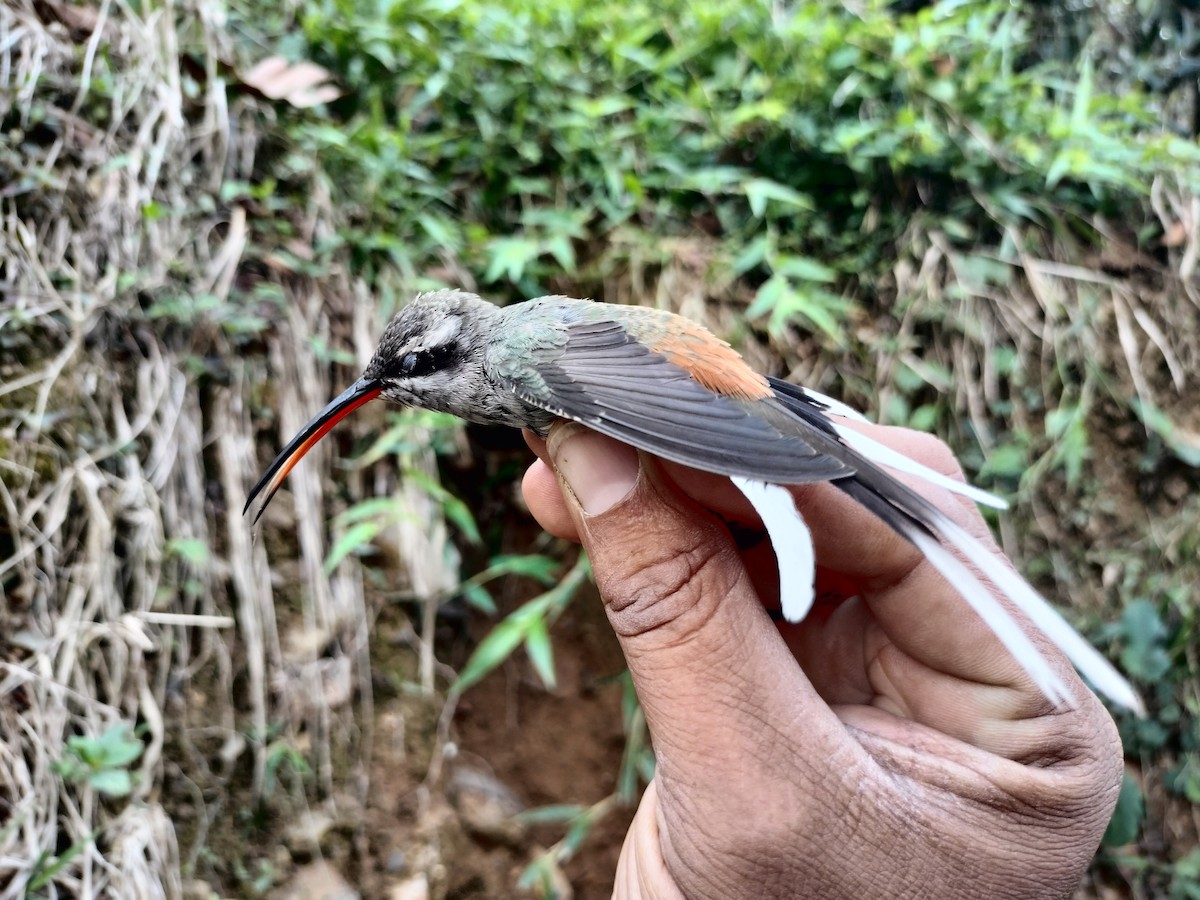 Sooty-capped Hermit - ML633322939