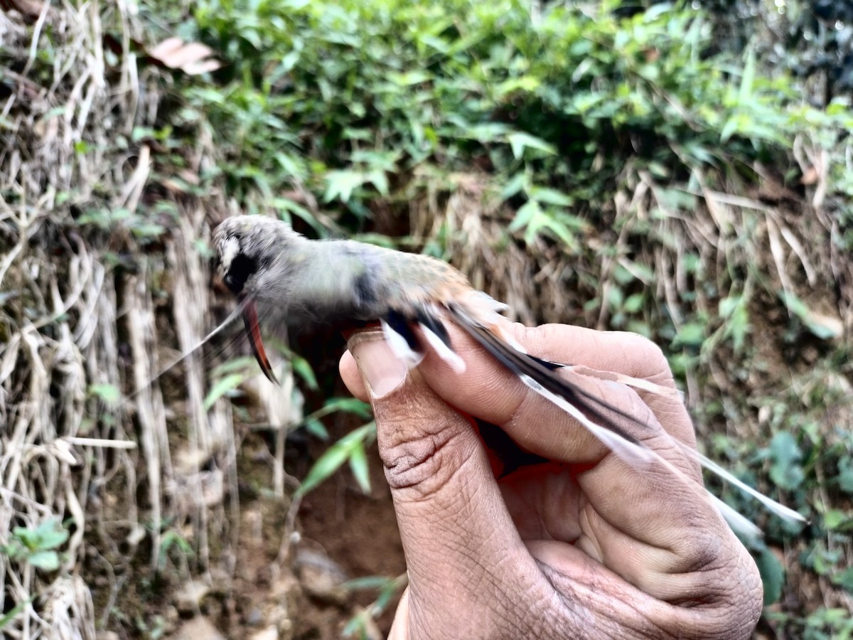 Sooty-capped Hermit - ML633322940