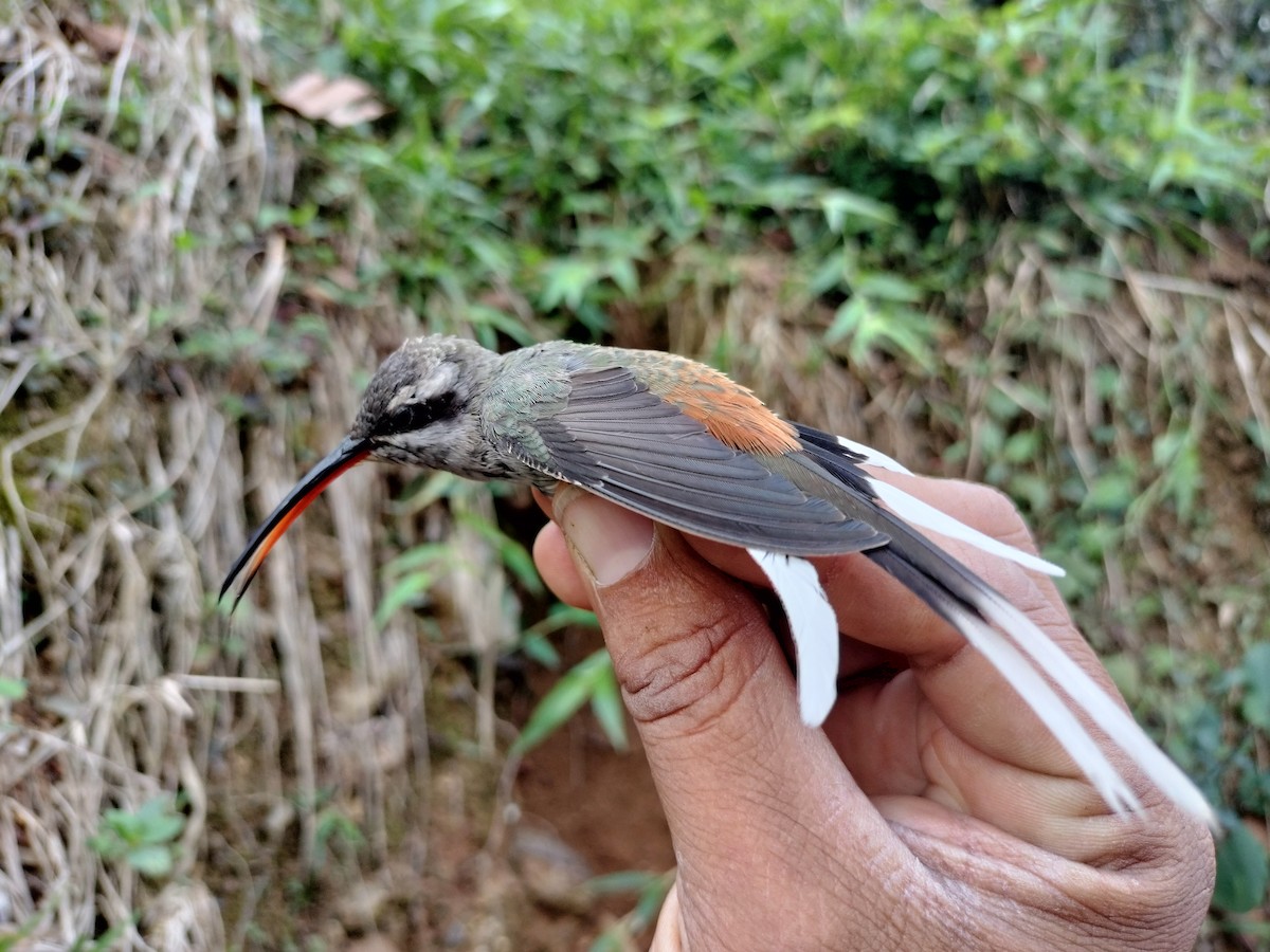 Sooty-capped Hermit - ML633322943