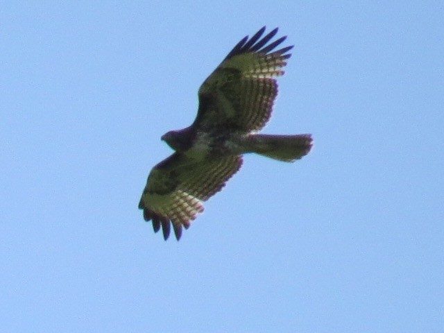 Red-tailed Hawk - ML633323059