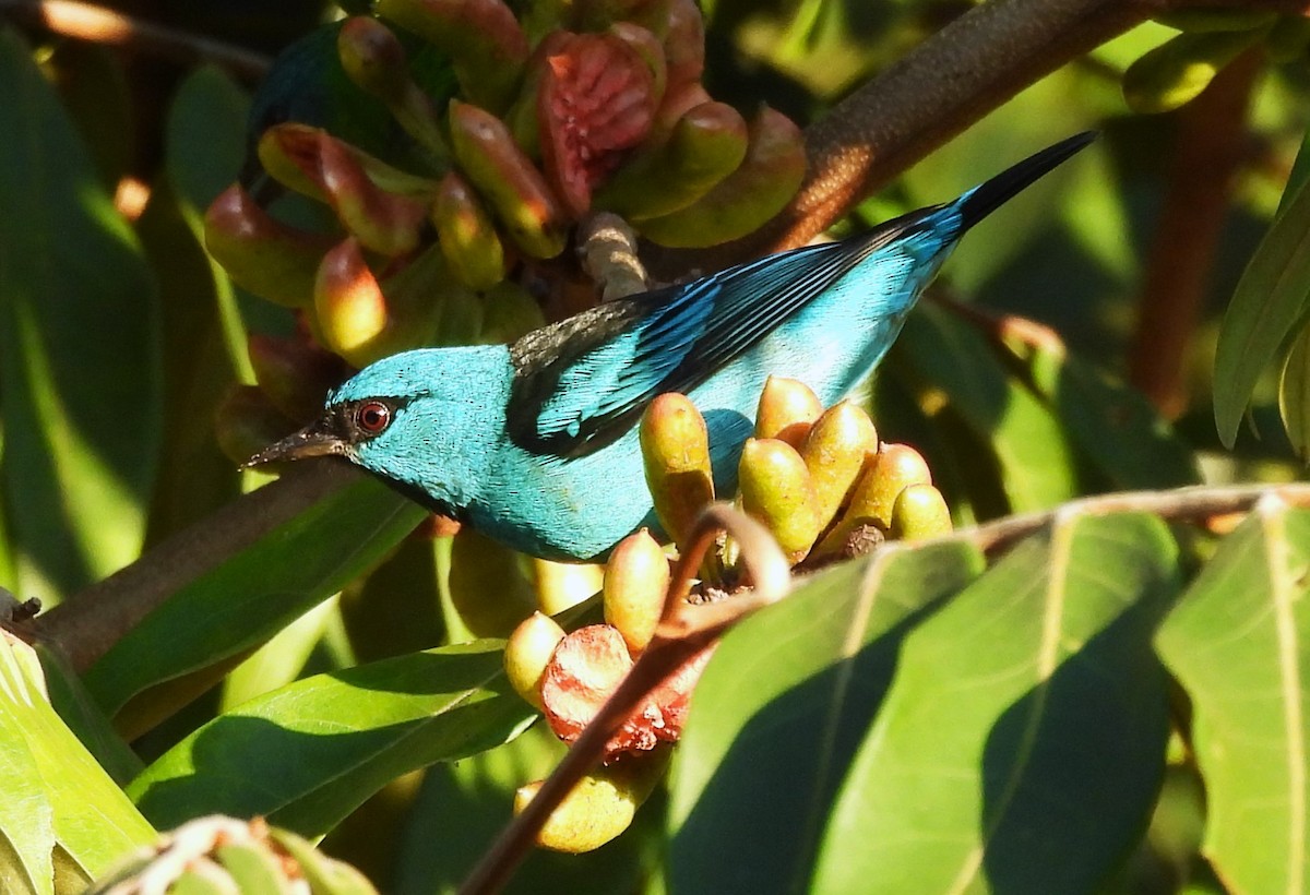 Blue Dacnis - ML633323076