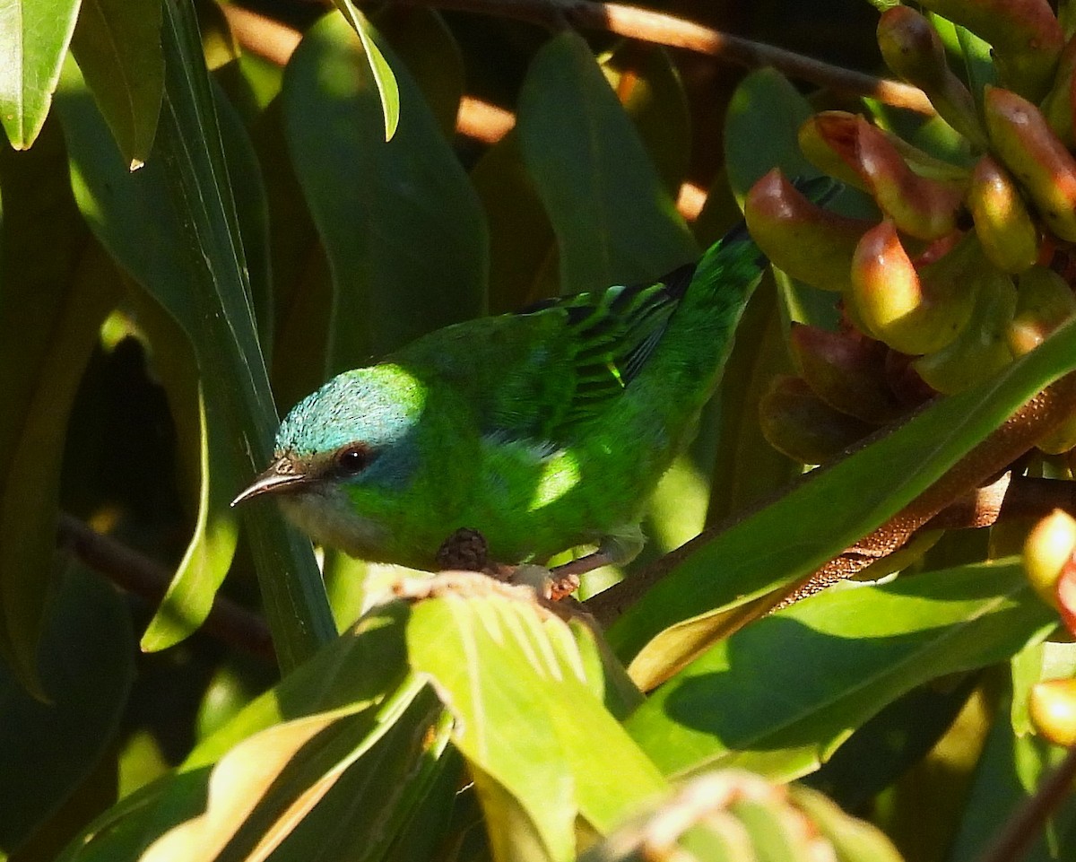 Blue Dacnis - ML633323077