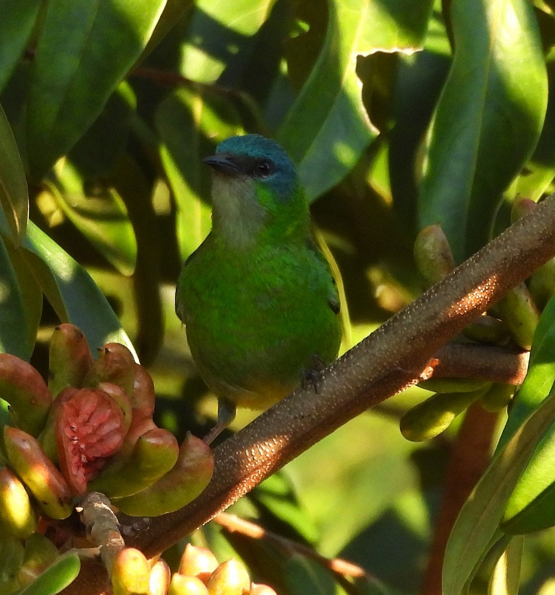 Blue Dacnis - ML633323078
