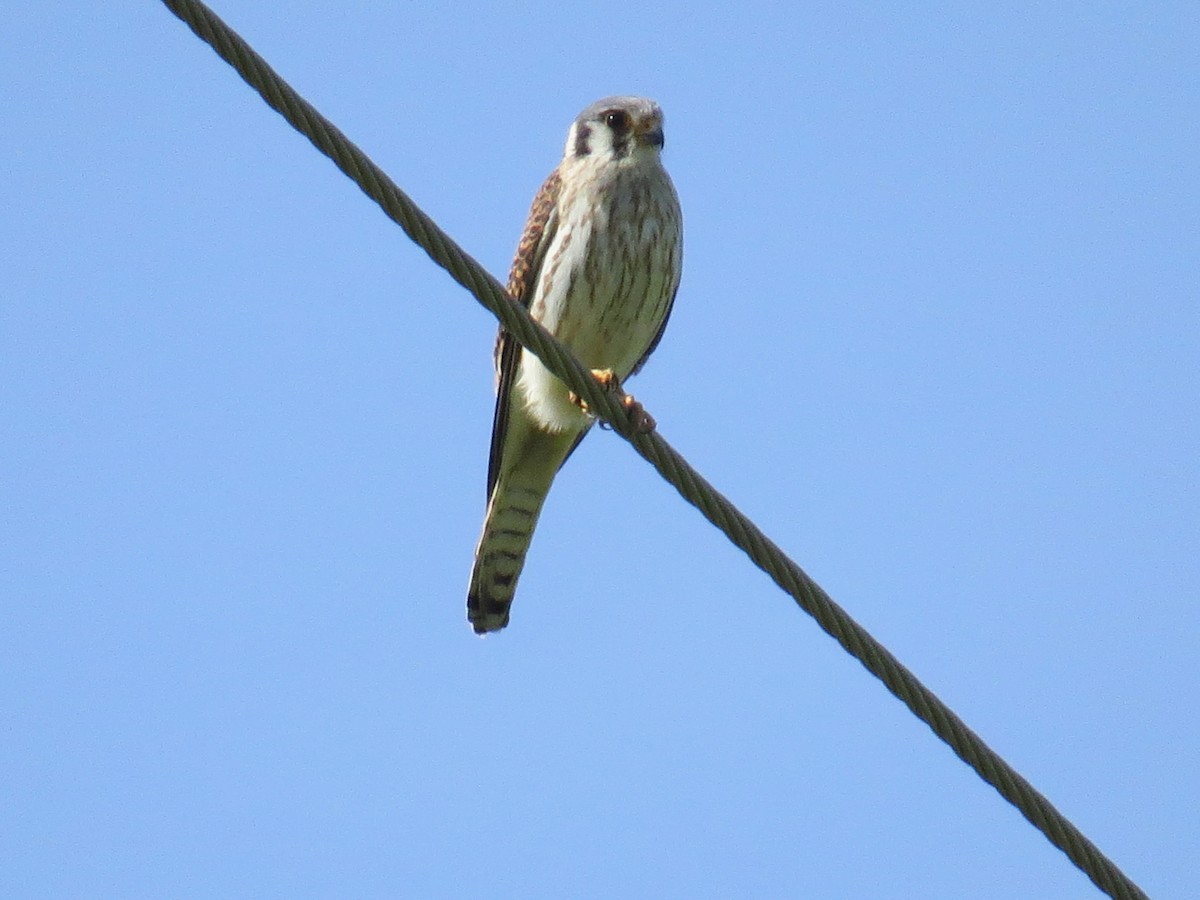 American Kestrel - ML633323082