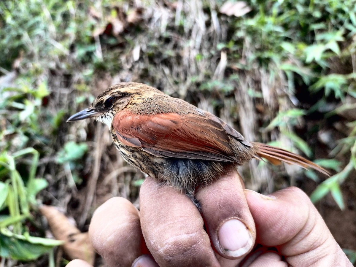 Stripe-breasted Spinetail - ML633323086