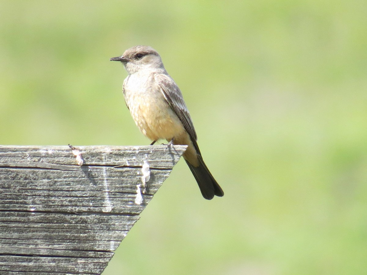 Say's Phoebe - ML633323110