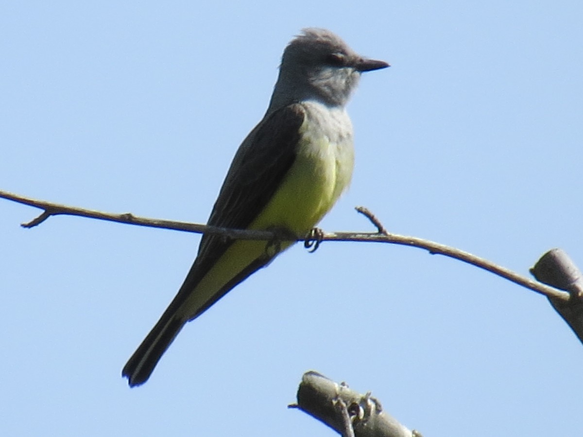 Western Kingbird - ML633323149