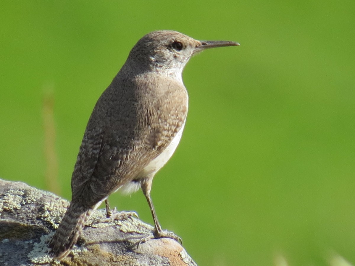 Rock Wren - ML633323239