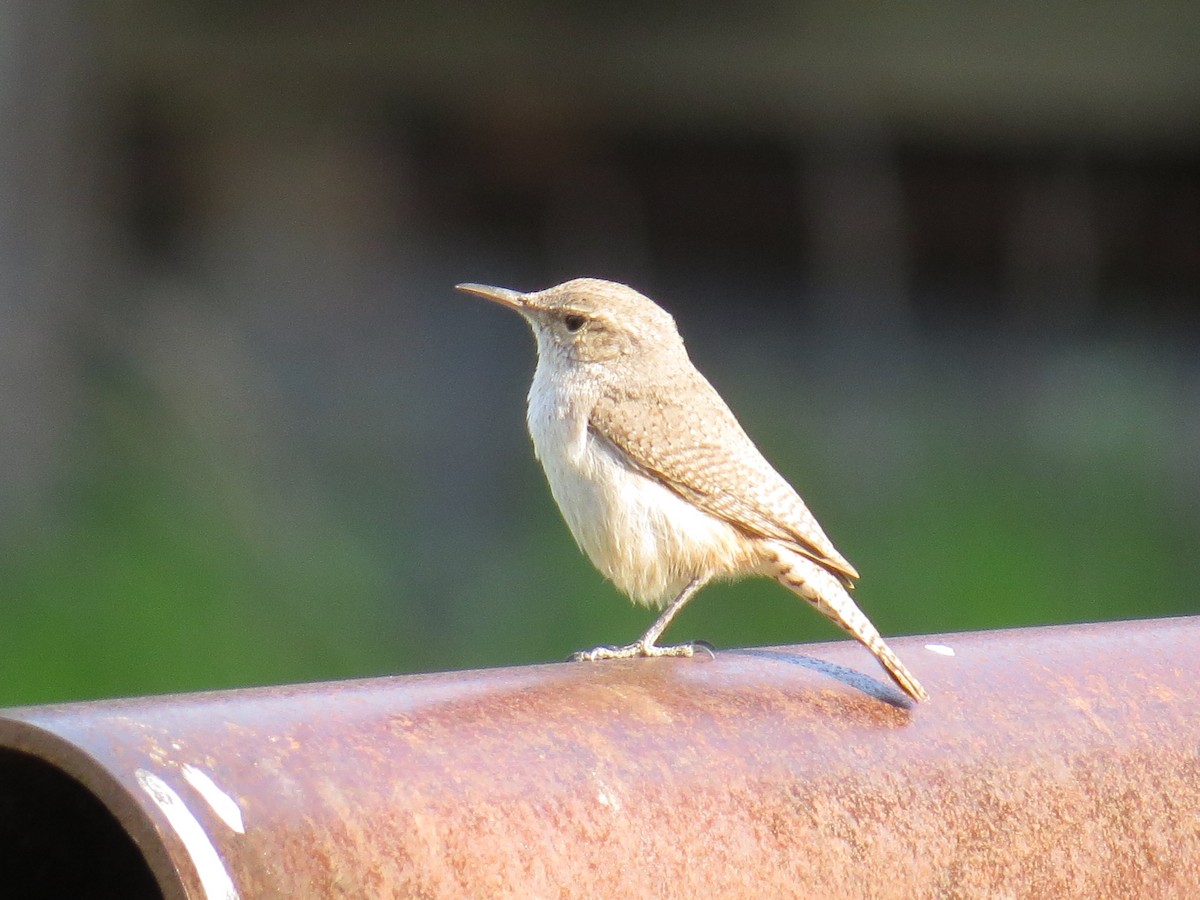 Rock Wren - ML633323240