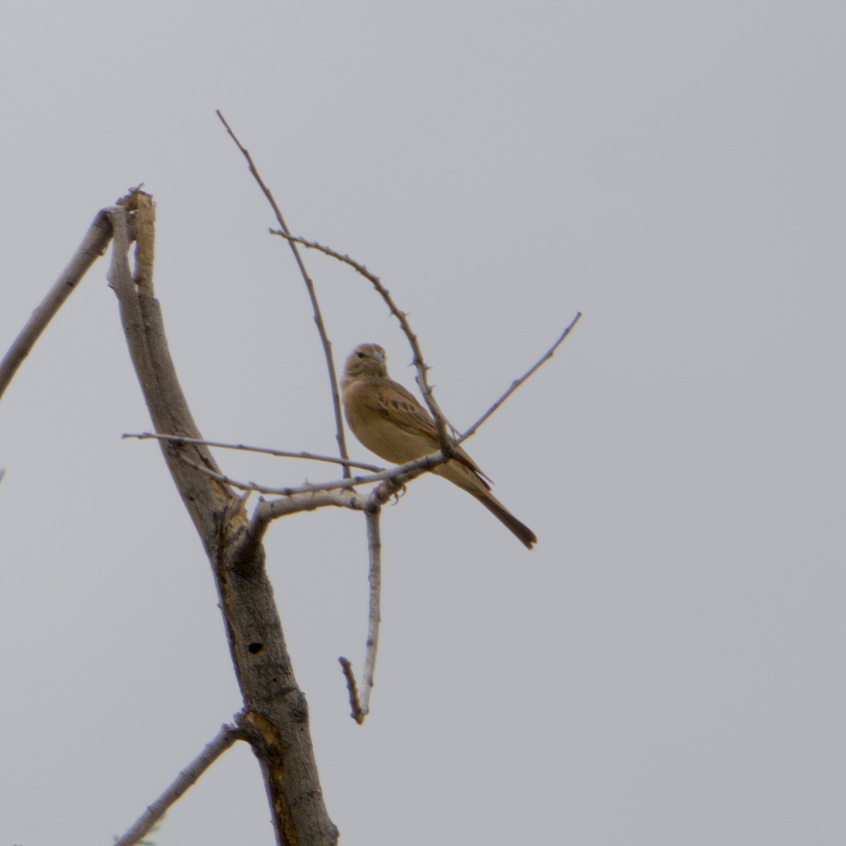 Lark-like Bunting - ML633323248