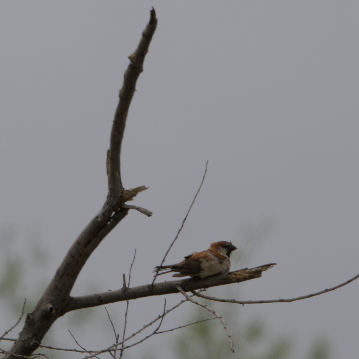 Great Rufous Sparrow - ML633323305