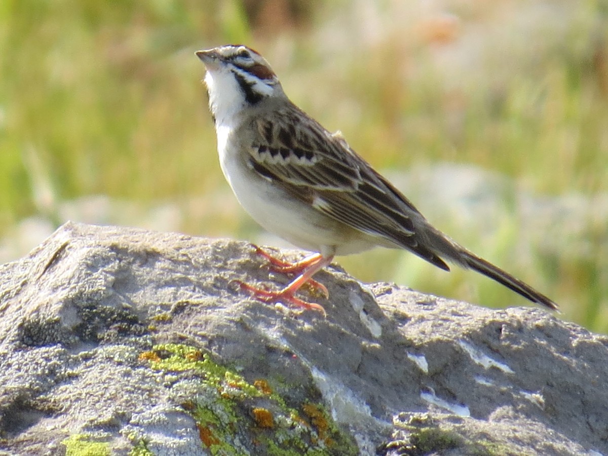 Lark Sparrow - ML633323313