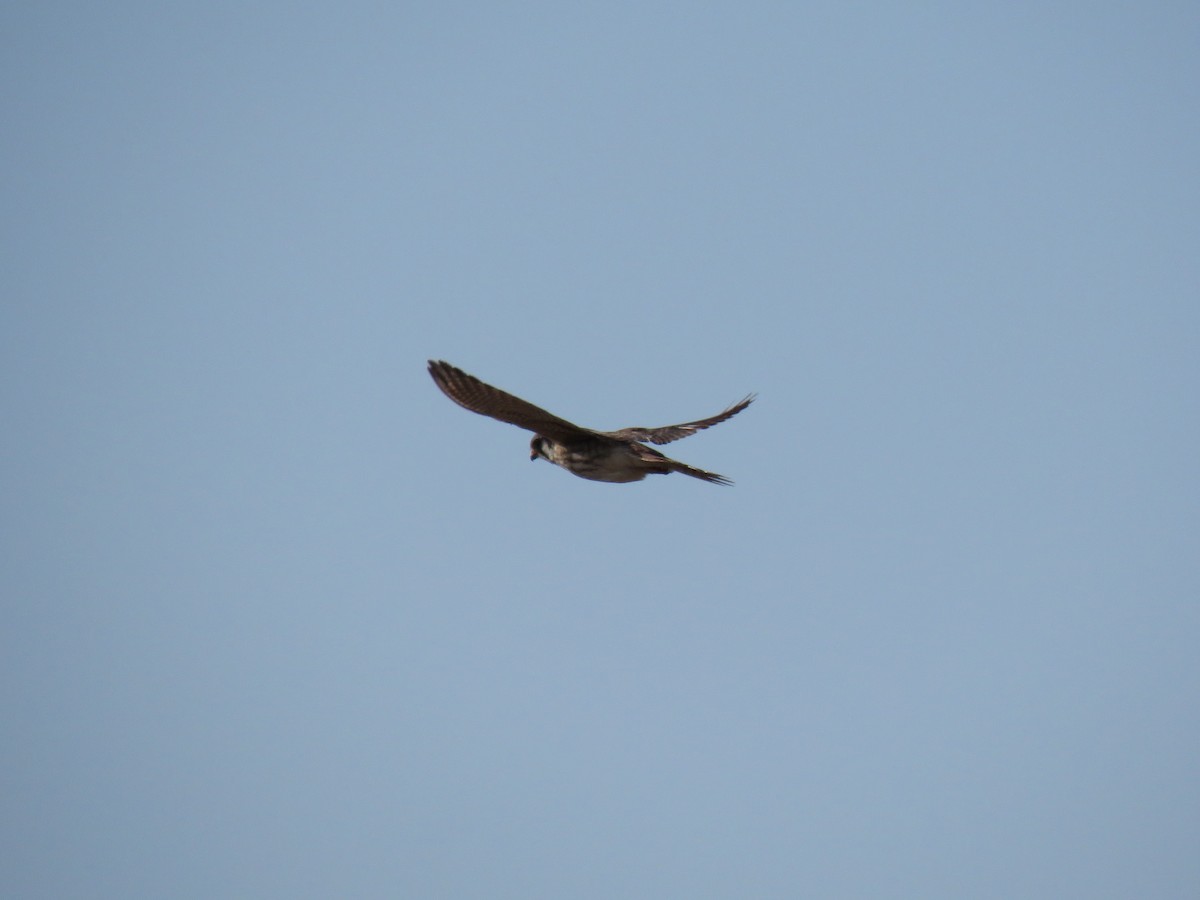 American Kestrel - ML633323355