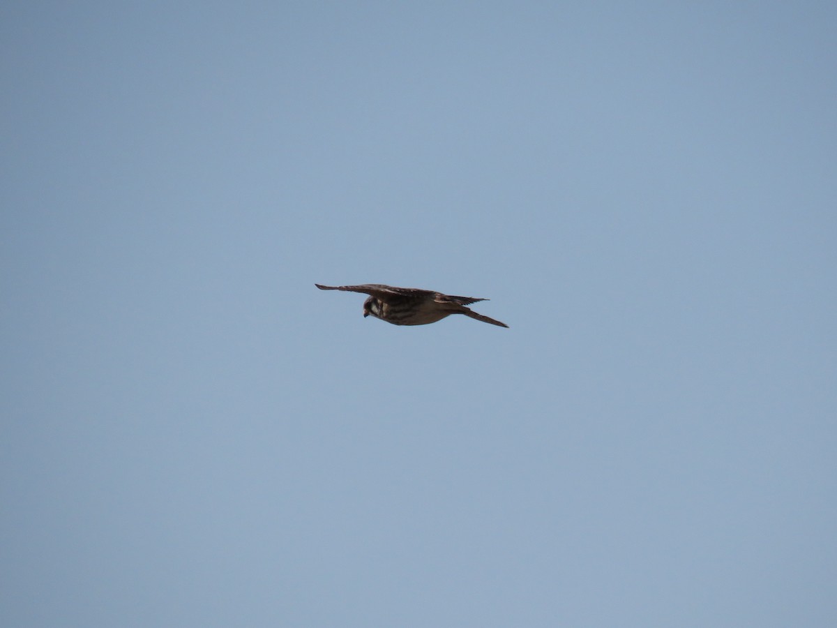 American Kestrel - ML633323400