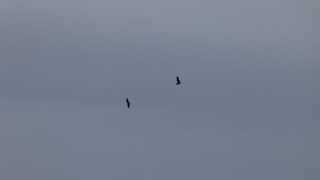 Bald Eagle - ML633323409