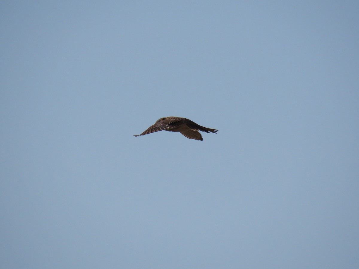 American Kestrel - ML633323428