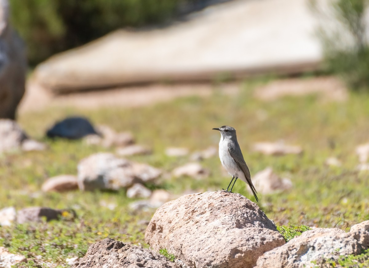 Black-fronted Ground-Tyrant - ML633323702