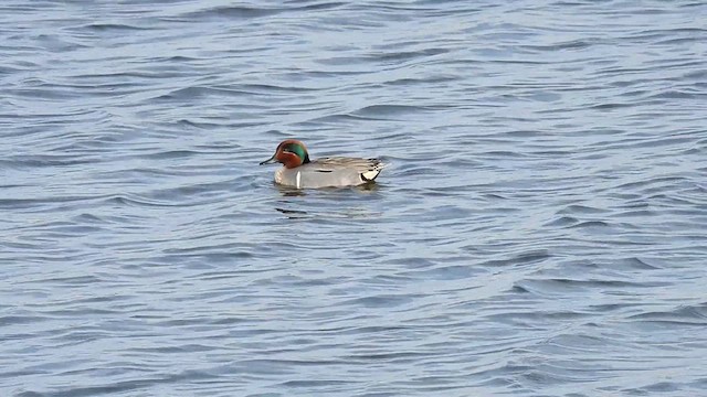 Green-winged Teal (American) - ML633323734