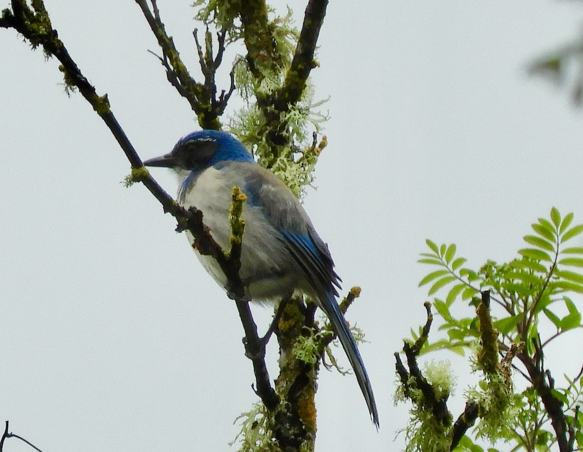 カリフォルニアカケス - ML633323737