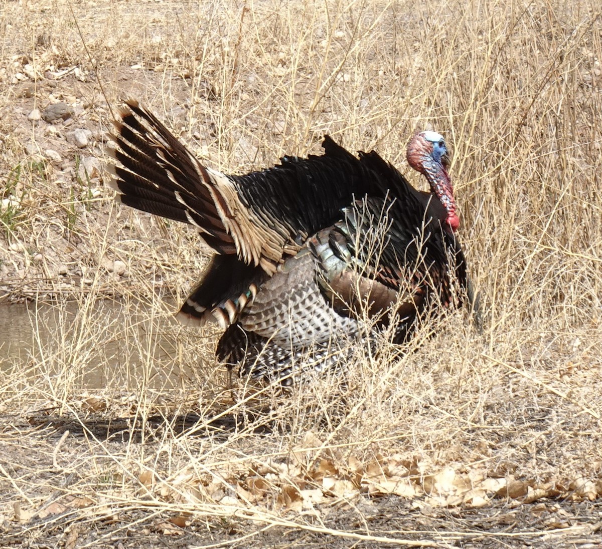 Wild Turkey - ML633323765