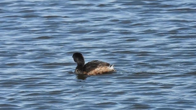 Pied-billed Grebe - ML633323772