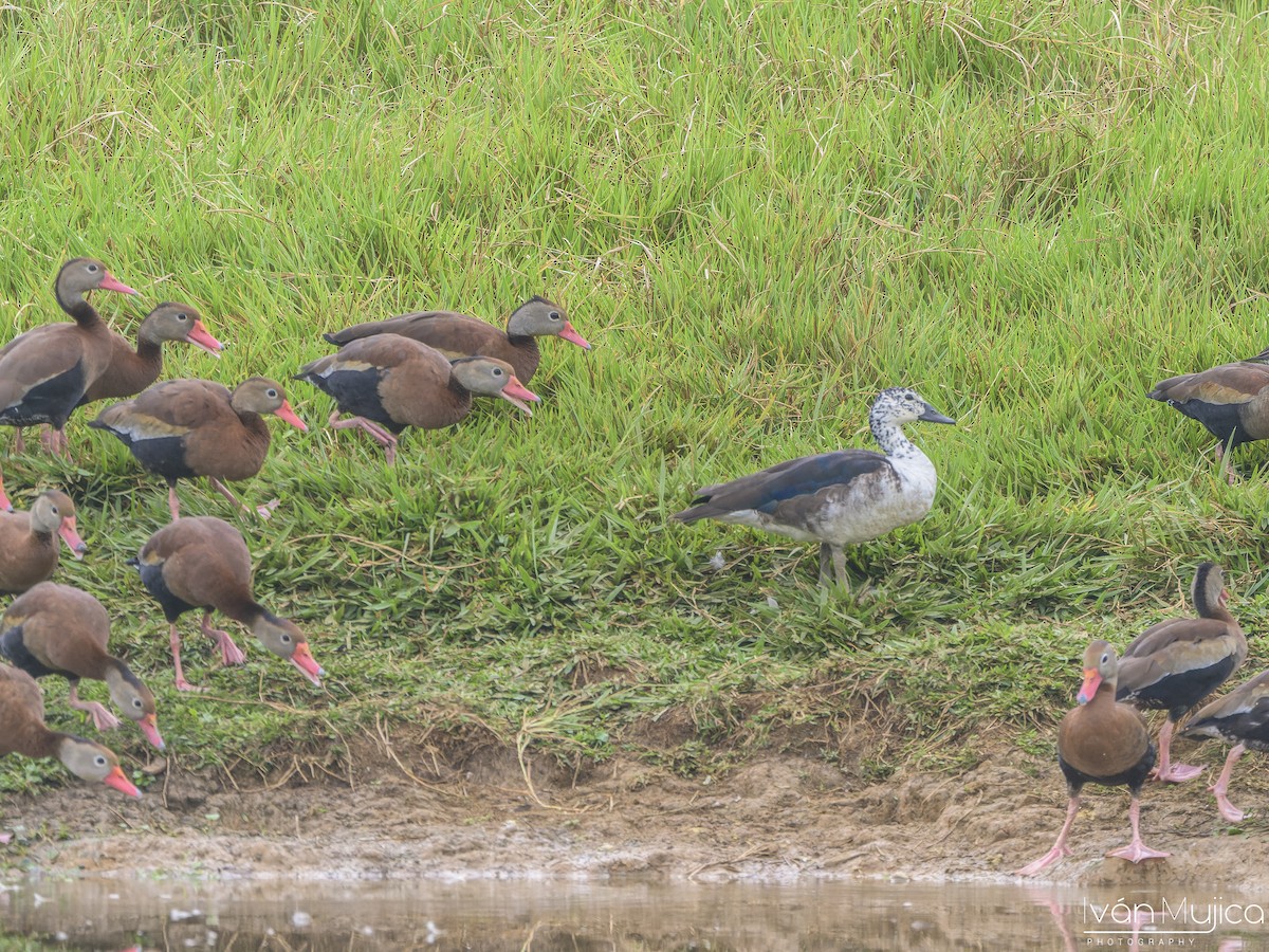 Comb Duck - ML633323853