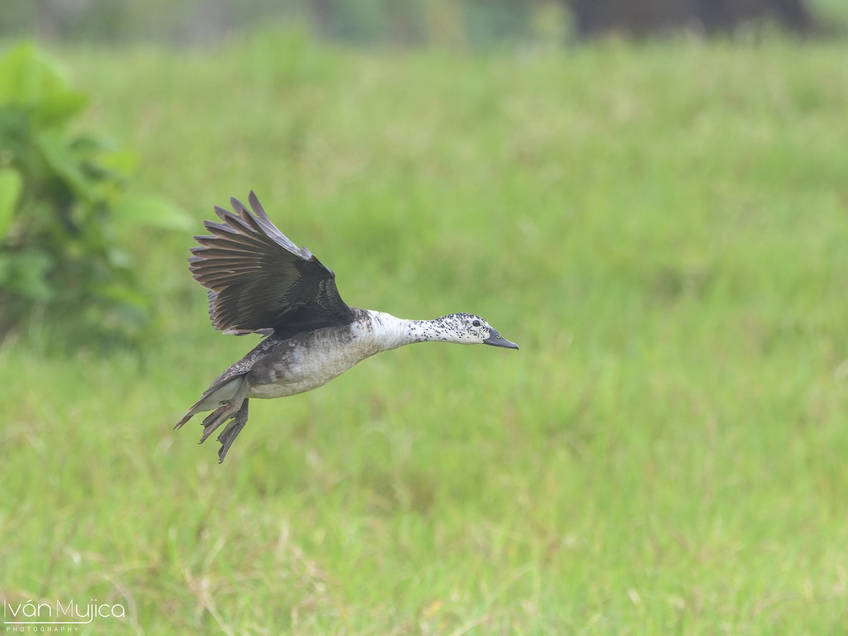 Comb Duck - ML633323913