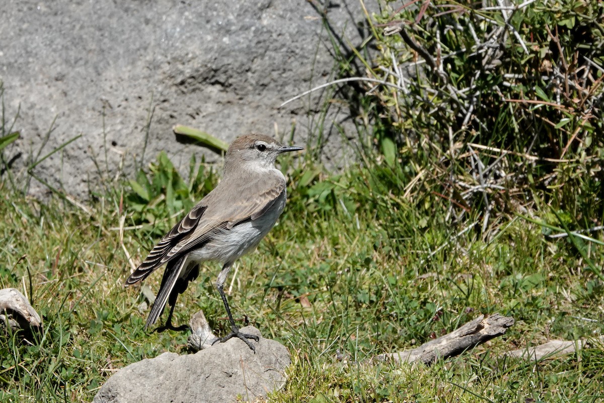 White-browed Ground-Tyrant - ML633323949