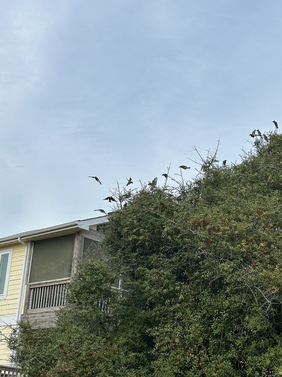Cedar Waxwing - ML633323962