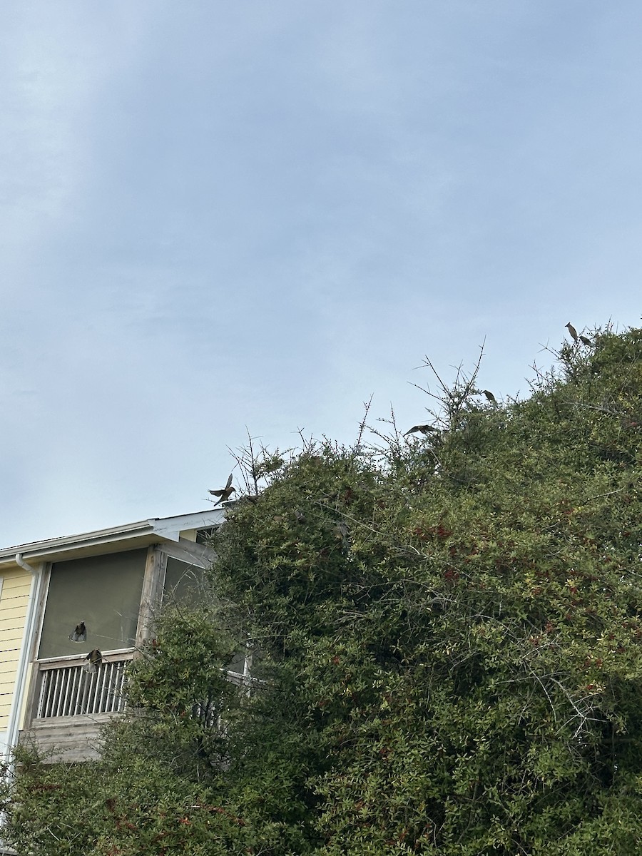 Cedar Waxwing - ML633323963