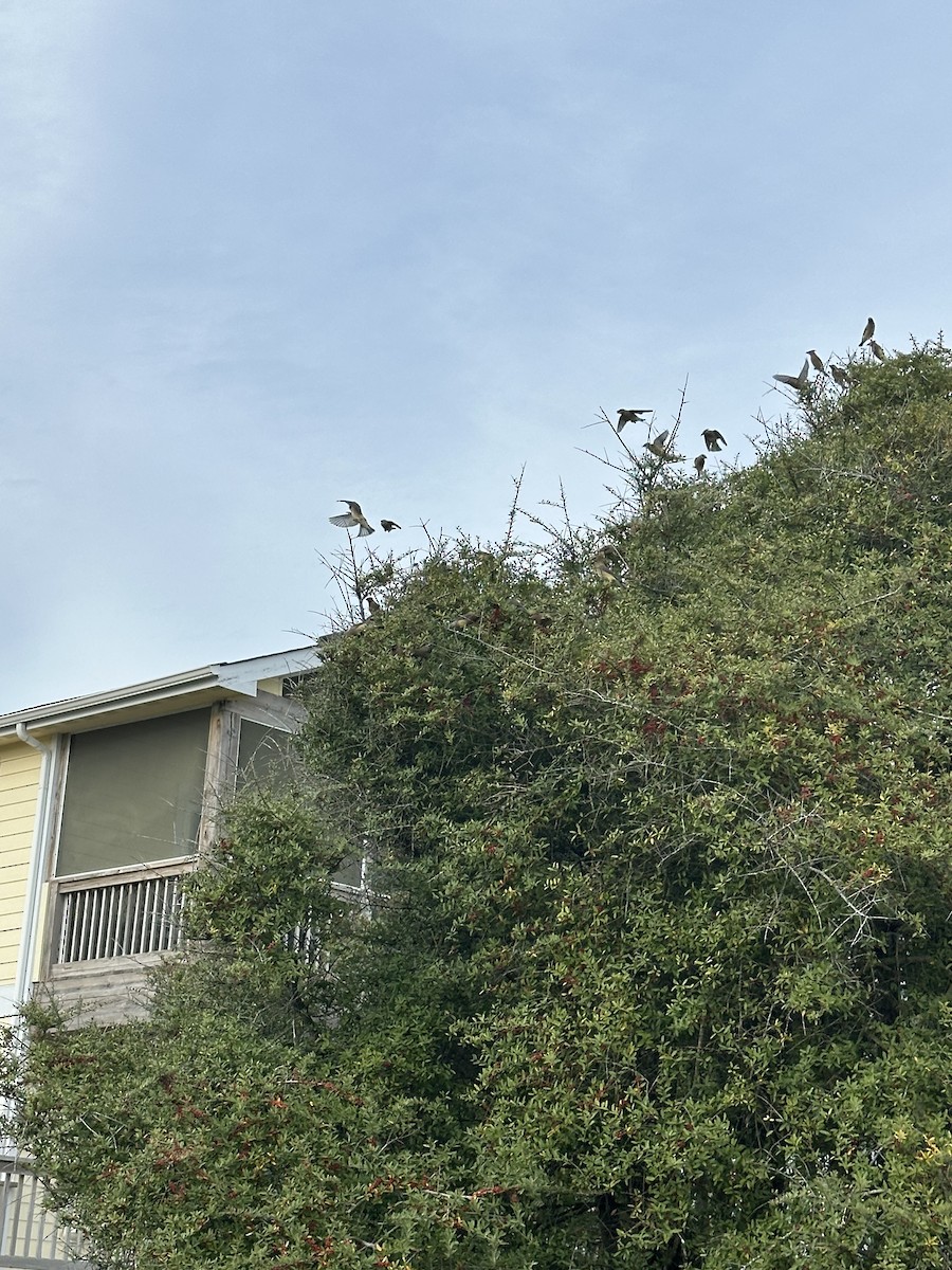 Cedar Waxwing - ML633323965