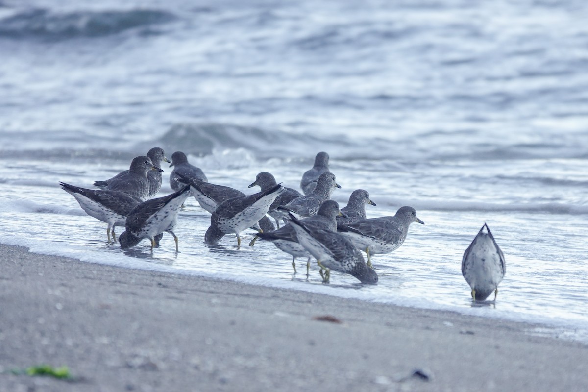 Surfbird - ML633324104