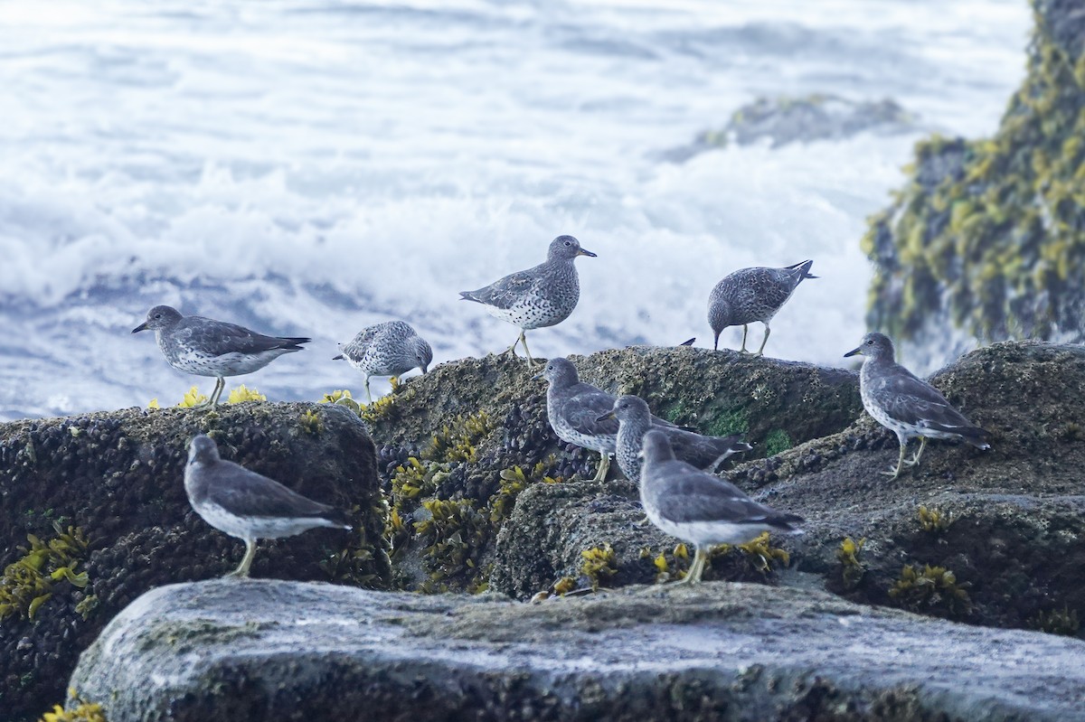 Surfbird - ML633324105
