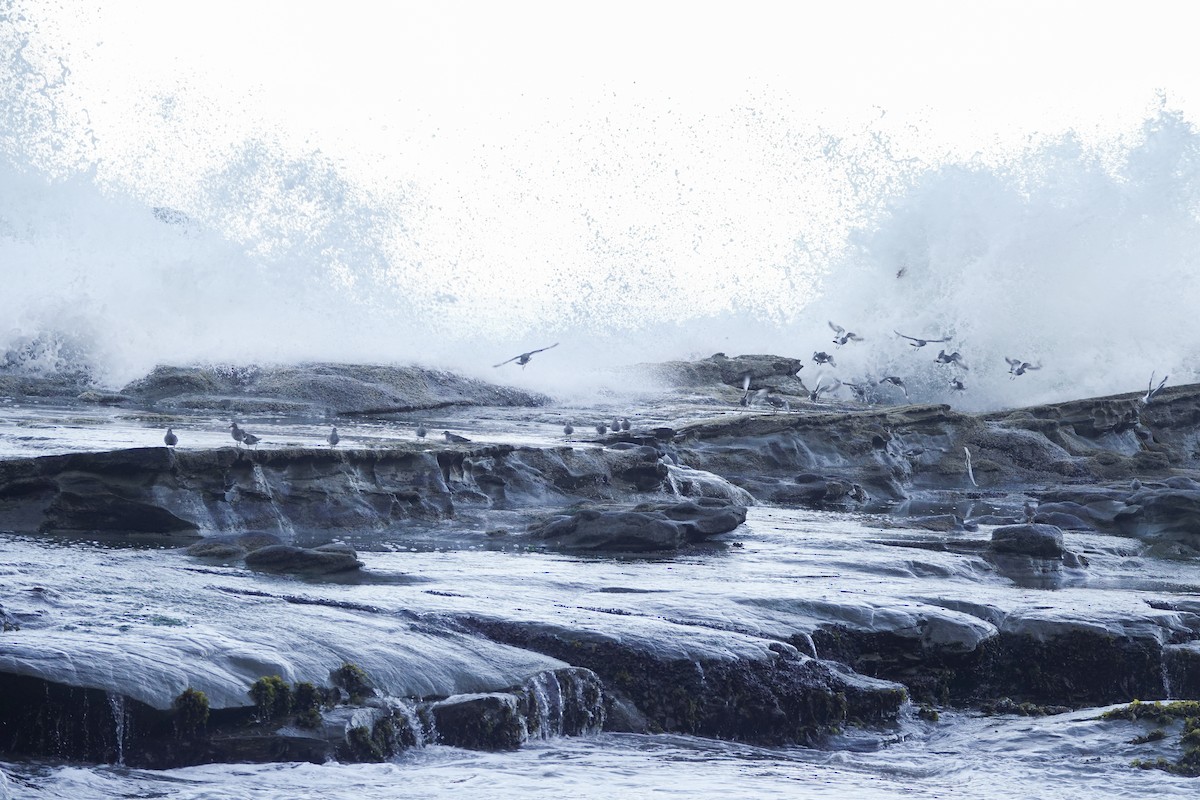 Surfbird - ML633324116