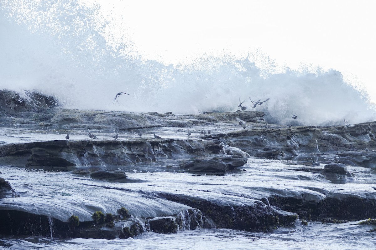 Surfbird - ML633324117