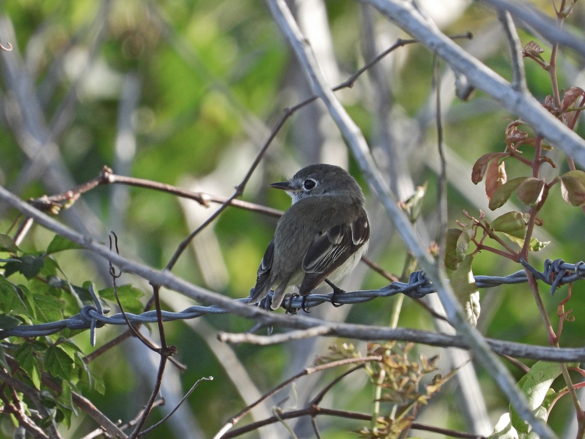 Least Flycatcher - Luis Gonzalez