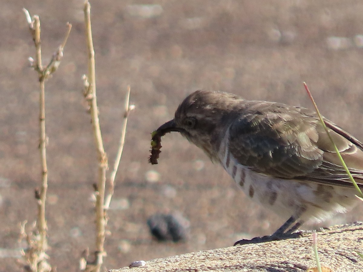 Horsfield's Bronze-Cuckoo - ML633324192