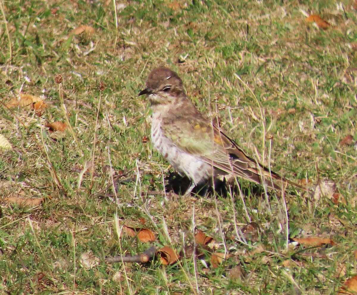 Horsfield's Bronze-Cuckoo - ML633324223