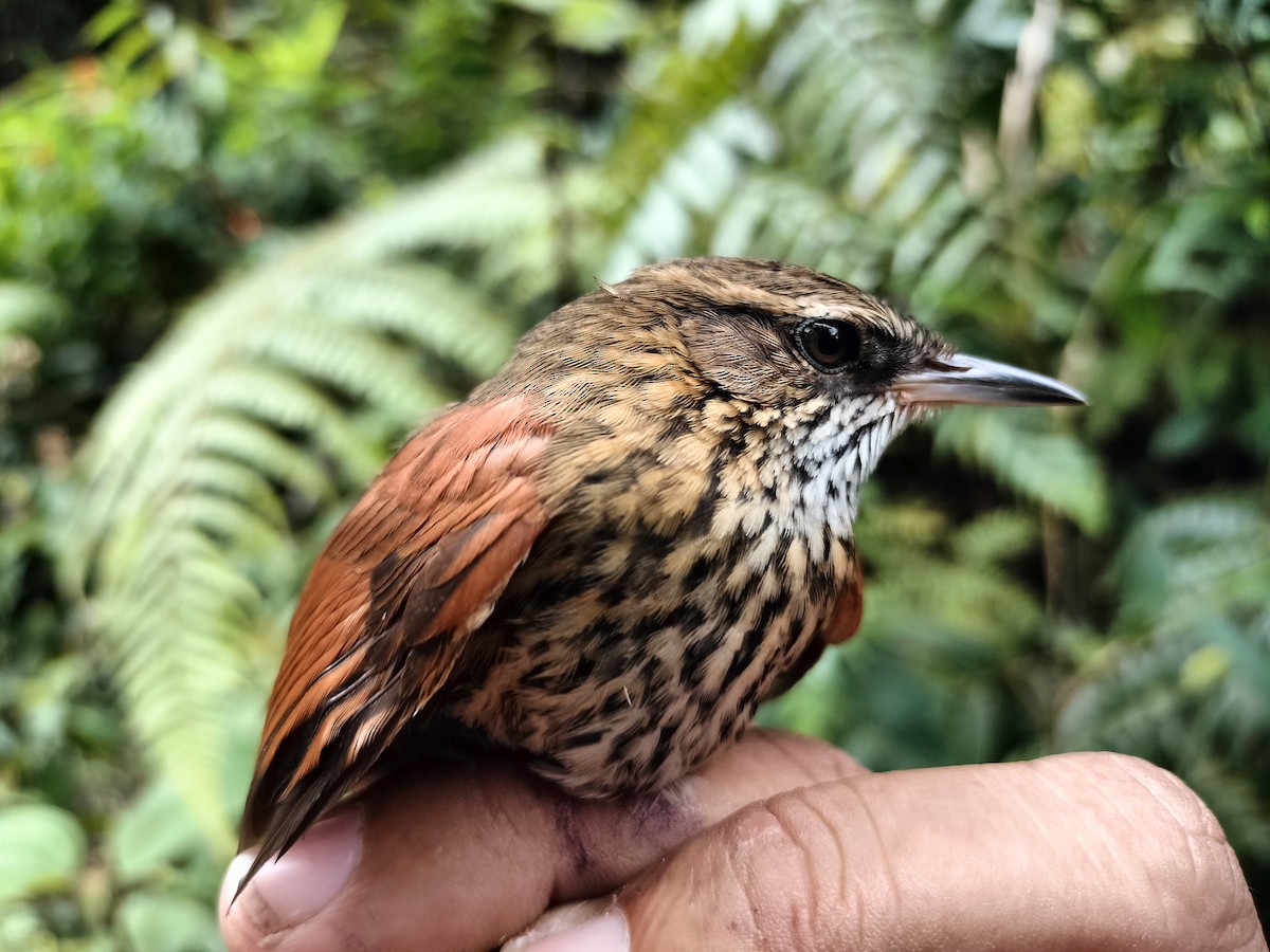 Stripe-breasted Spinetail - ML633324231