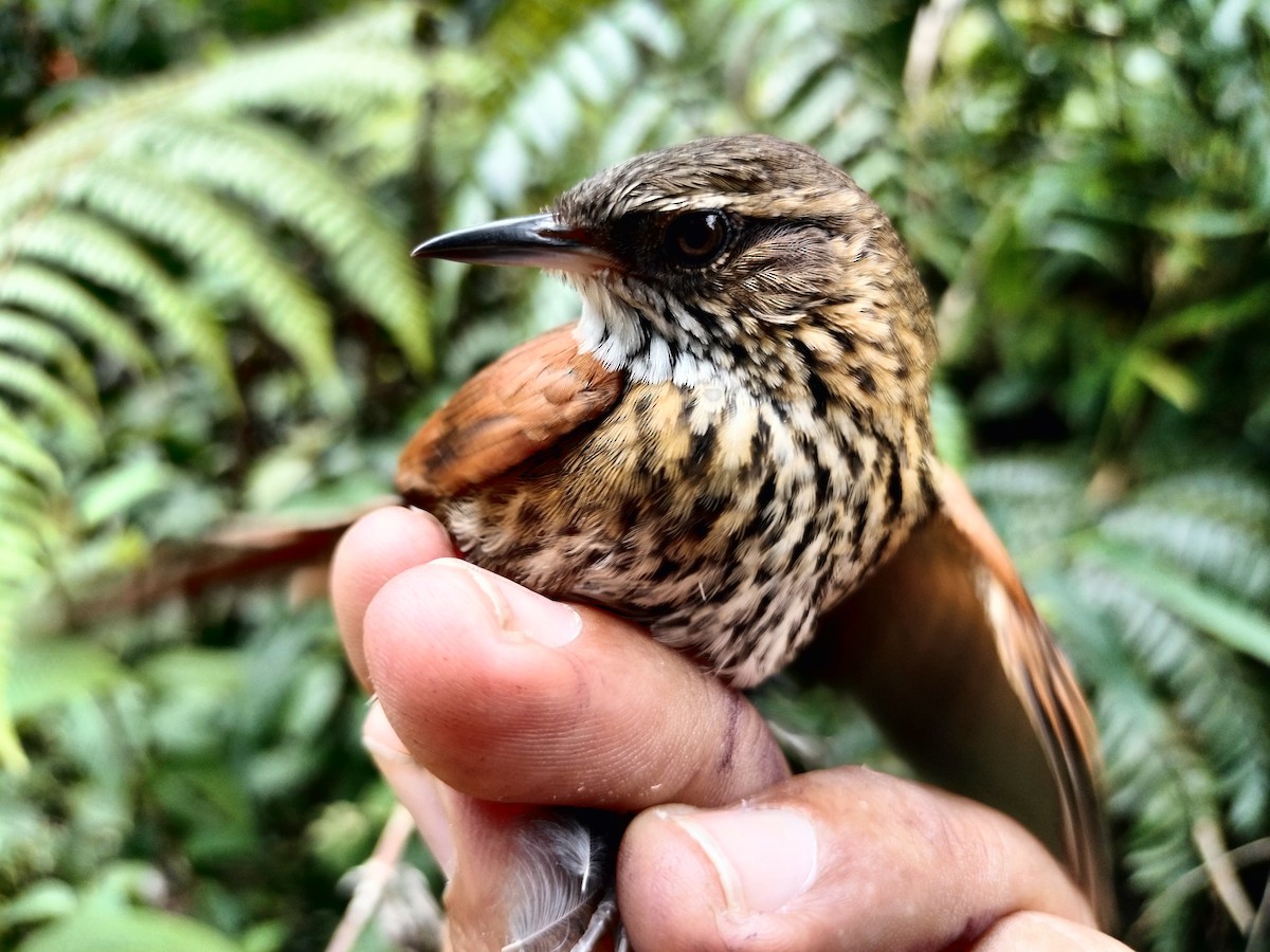 Stripe-breasted Spinetail - ML633324232