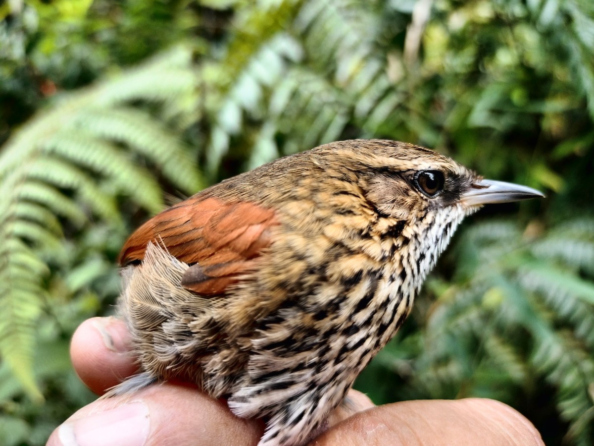 Stripe-breasted Spinetail - ML633324233