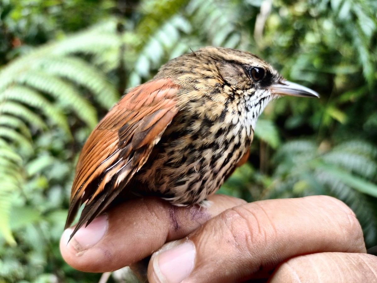 Stripe-breasted Spinetail - ML633324234