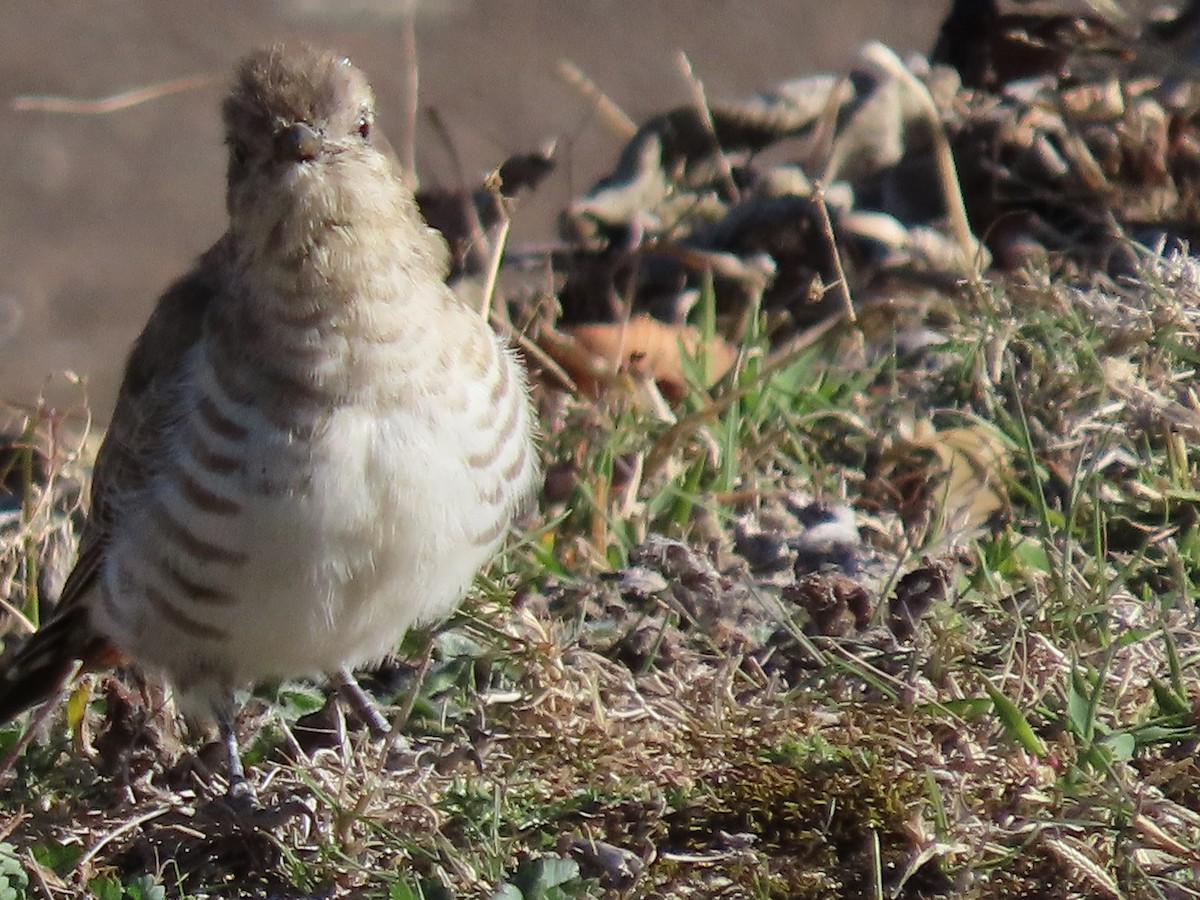 Horsfield's Bronze-Cuckoo - ML633324252