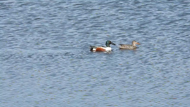 Northern Shoveler - ML633324313