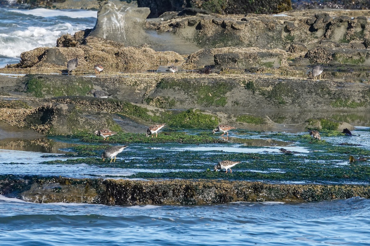 Ruddy Turnstone - ML633324328