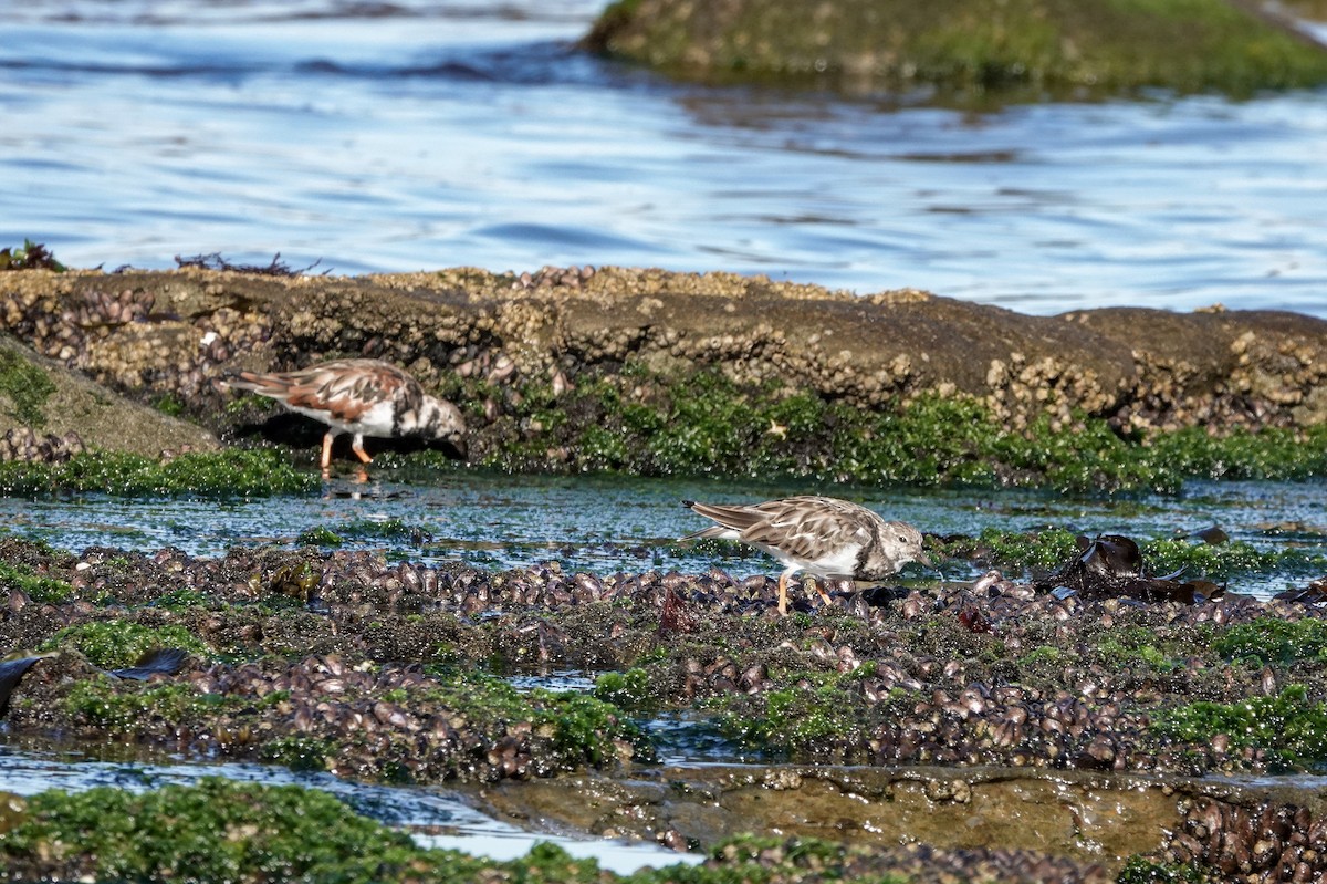 Ruddy Turnstone - ML633324356